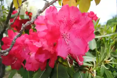 三春大神宮(福島県)