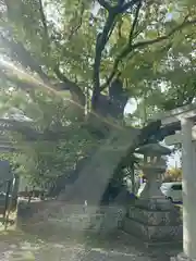 闘鶏神社(和歌山県)