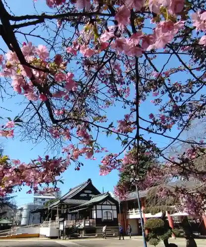 新井薬師（梅照院）(東京都)