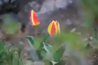 大鏑神社の庭園
