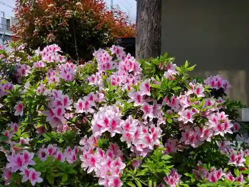 西長洲八幡神社の自然