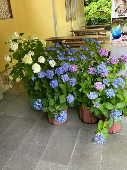 長谷寺(神奈川県)