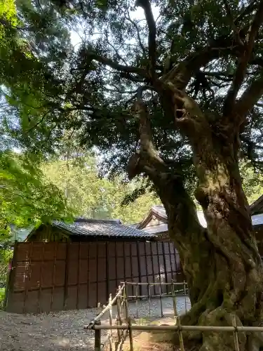 小國神社の{uncategorized: "未分類", other: "その他", undefined: "問題あり", building: "その他建物", grave: "お墓", sacred_gate: "鳥居", guardian: "狛犬", statue: "像", buddha: "仏像", history: "歴史", nature: "自然", garden: "庭園", animal: "動物", pagoda: "塔", temizu: "手水舎", mountain_gate: "山門・神門", sanctuary: "本殿・本堂", subordinate: "末社・摂社", art: "芸術", scenery: "景色", jizo: "地蔵", ema: "絵馬", goshuin: "御朱印", omikuji: "おみくじ", items: "授与品その他", amulet: "お守り", goshuincho: "御朱印帳", eats: "食事", festival: "お祭り", votive_dance: "神楽", shichigosan: "七五三参", wedding: "結婚式", experience: "体験その他", initially: "初詣", around: "周辺", anti_infection: "感染症対策"}