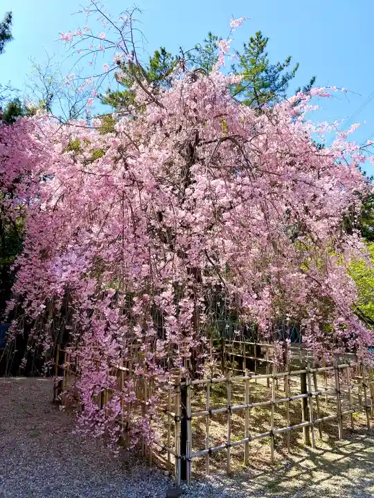 市原稲荷神社の自然