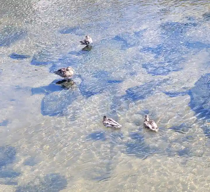 日吉神社(愛媛県)