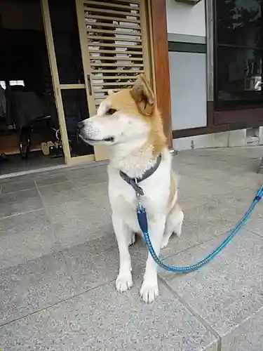 多田野本神社の動物