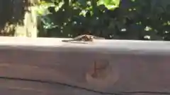 亀戸天神社の動物