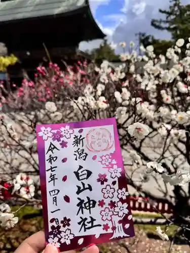白山神社の御朱印
