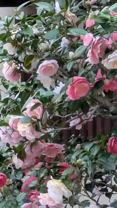 西方寺(京都府)