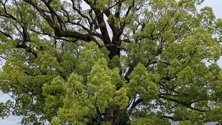 太宰府天満宮の自然