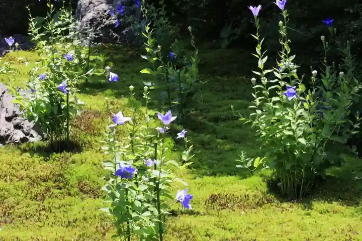 天得院(京都府)