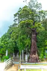 大國魂神社の自然