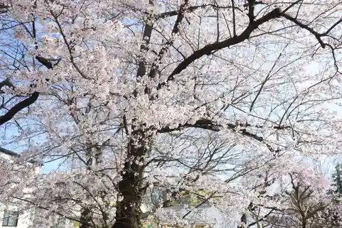 諏訪神社の自然
