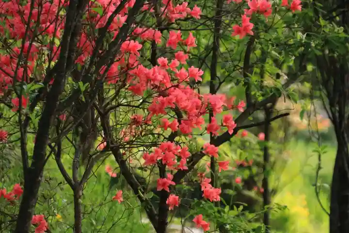 阿久津「田村神社」(郡山市阿久津町)旧社名:伊豆箱根三嶋三社の庭園