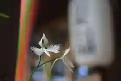 高司神社〜むすびの神の鎮まる社〜の自然