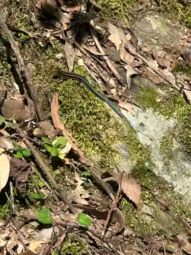 速川神社(宮崎県)