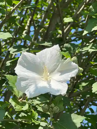 高麗神社の自然