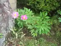 本城寺(群馬県)