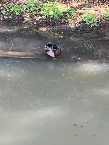 大原八幡宮の自然