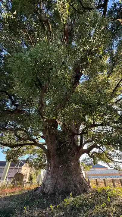 別宮八幡神社(徳島県)