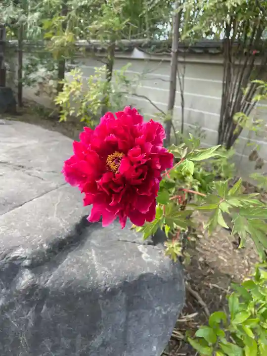 遍照寺(京都府)