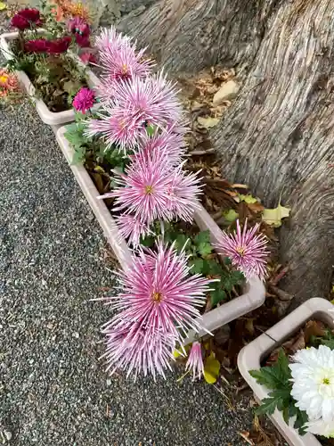 高司神社〜むすびの神の鎮まる社〜の自然
