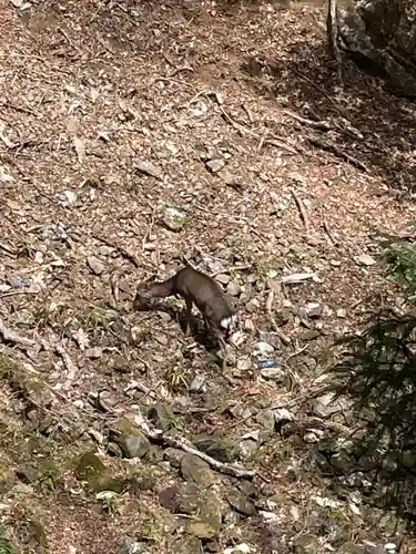 大山阿夫利神社の動物