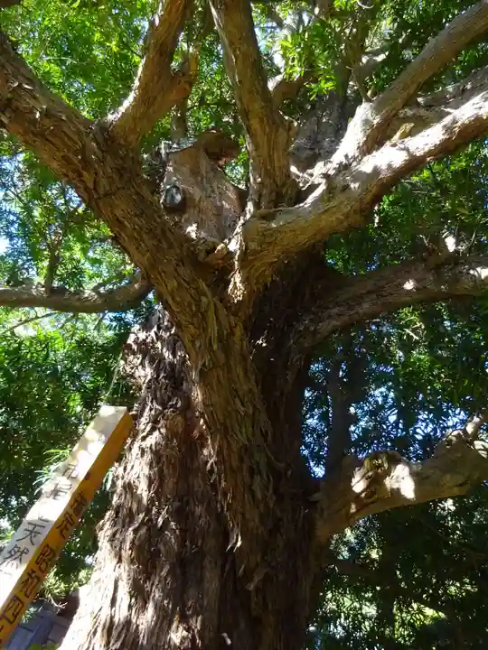 浄光明寺の自然