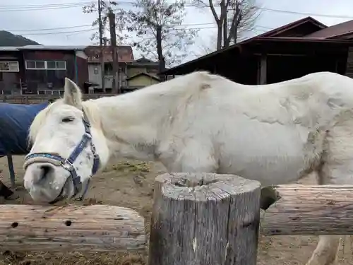 小室浅間神社の動物