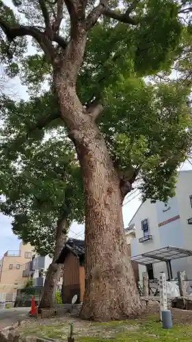 熊野三社の{uncategorized: "未分類", other: "その他", undefined: "問題あり", building: "その他建物", grave: "お墓", sacred_gate: "鳥居", guardian: "狛犬", statue: "像", buddha: "仏像", history: "歴史", nature: "自然", garden: "庭園", animal: "動物", pagoda: "塔", temizu: "手水舎", mountain_gate: "山門・神門", sanctuary: "本殿・本堂", subordinate: "末社・摂社", art: "芸術", scenery: "景色", jizo: "地蔵", ema: "絵馬", goshuin: "御朱印", omikuji: "おみくじ", items: "授与品その他", amulet: "お守り", goshuincho: "御朱印帳", eats: "食事", festival: "お祭り", votive_dance: "神楽", shichigosan: "七五三参", wedding: "結婚式", experience: "体験その他", initially: "初詣", around: "周辺", anti_infection: "感染症対策"}