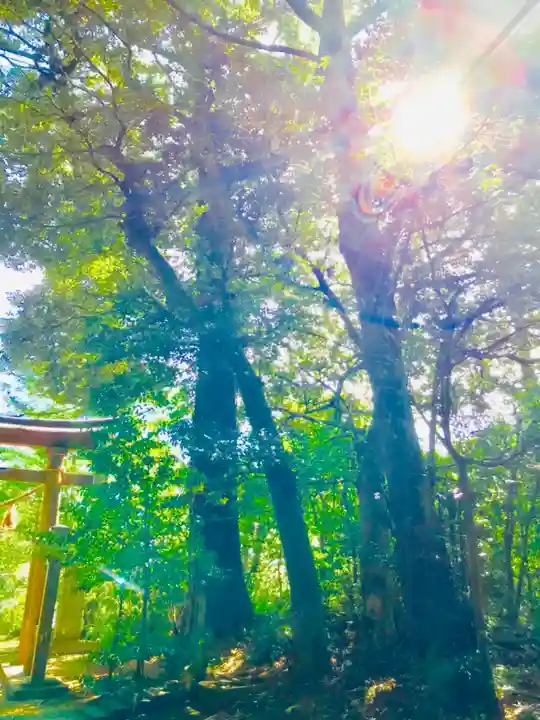 成田熊野神社の自然