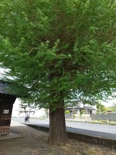 清水八幡宮の自然