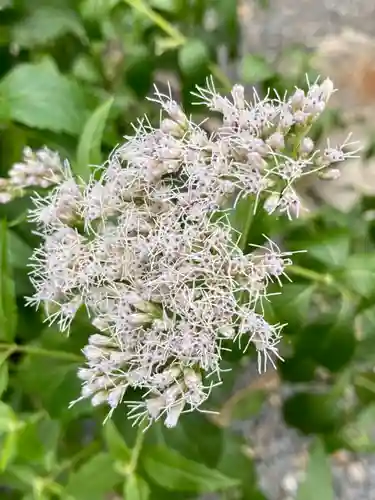 下御霊神社の自然