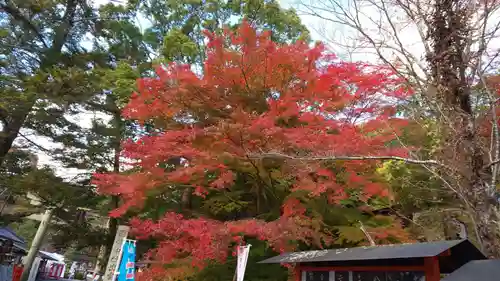 出雲大神宮の自然