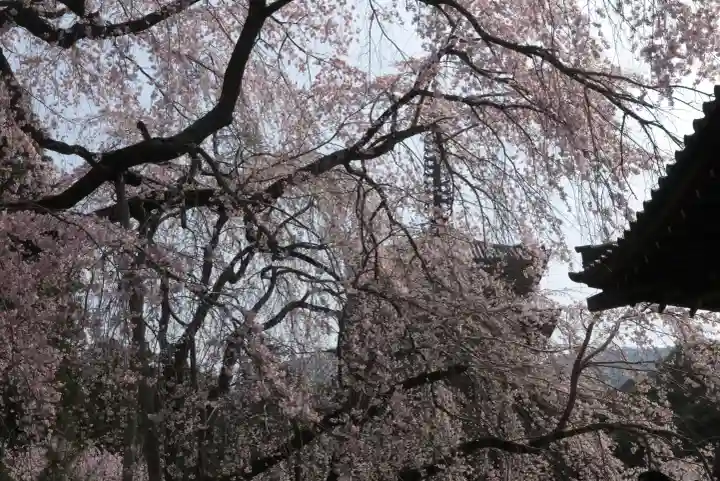 醍醐寺の{uncategorized: "未分類", other: "その他", undefined: "問題あり", building: "その他建物", grave: "お墓", sacred_gate: "鳥居", guardian: "狛犬", statue: "像", buddha: "仏像", history: "歴史", nature: "自然", garden: "庭園", animal: "動物", pagoda: "塔", temizu: "手水舎", mountain_gate: "山門・神門", sanctuary: "本殿・本堂", subordinate: "末社・摂社", art: "芸術", scenery: "景色", jizo: "地蔵", ema: "絵馬", goshuin: "御朱印", omikuji: "おみくじ", items: "授与品その他", amulet: "お守り", goshuincho: "御朱印帳", eats: "食事", festival: "お祭り", votive_dance: "神楽", shichigosan: "七五三参", wedding: "結婚式", experience: "体験その他", initially: "初詣", around: "周辺", anti_infection: "感染症対策"}
