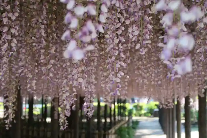 玉敷神社の自然