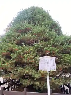 賀茂御祖神社（下鴨神社）(京都府)
