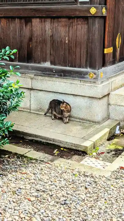 白金氷川神社の動物