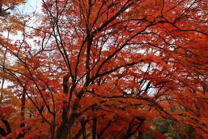 三春大神宮の自然
