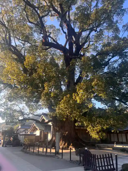 太宰府天満宮(福岡県)