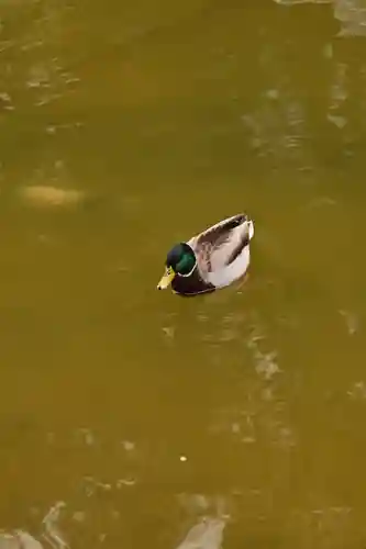 住吉神社(福岡県)