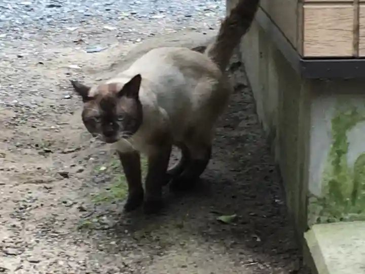 息栖神社の動物