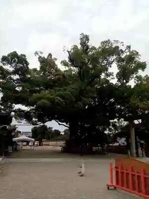 百舌鳥八幡宮(大阪府)