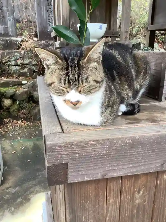 玉野御嶽神社の動物