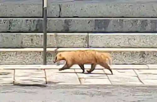 長等神社の動物