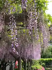 亀戸天神社の自然