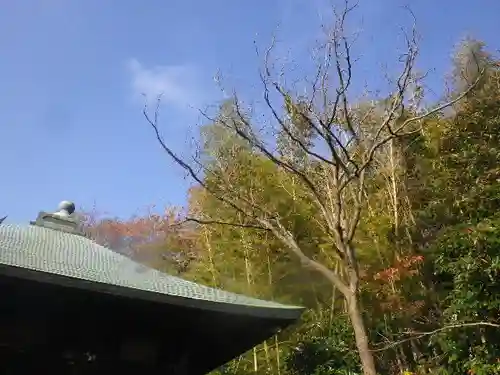 浄光明寺の自然