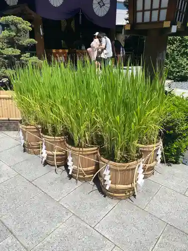 東京大神宮(東京都)