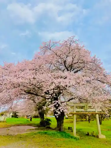 鹿嶋神社の自然