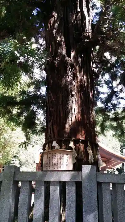 諏訪大社下社秋宮の自然